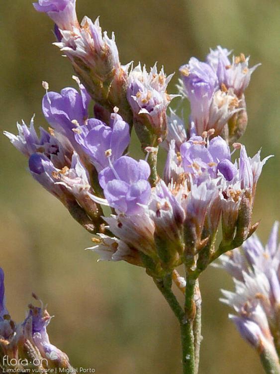 Limonium vulgare