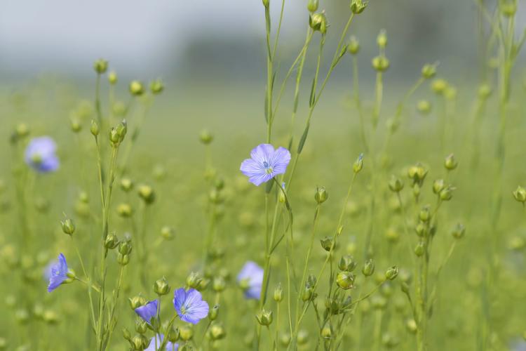Linum usitatissimum
