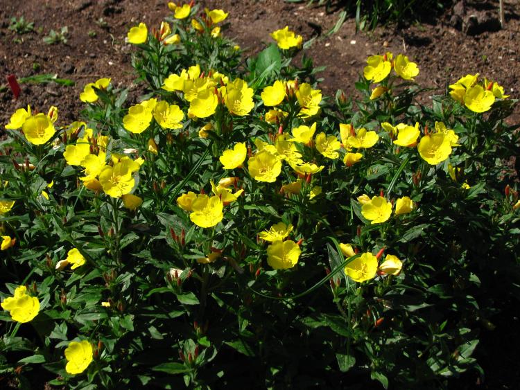 Oenothera fruticosa