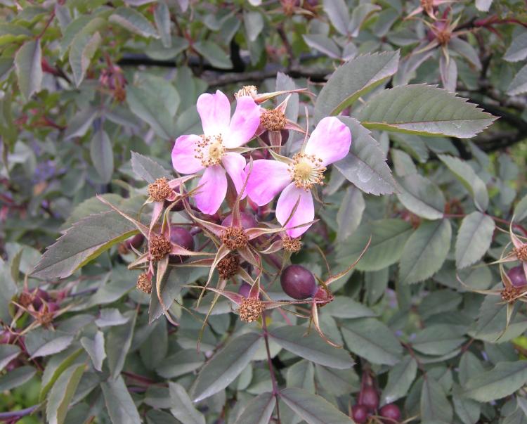 Rosa Glauca