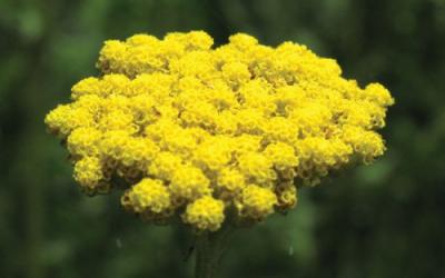achillea filipendula