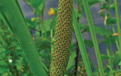 acorus calamus