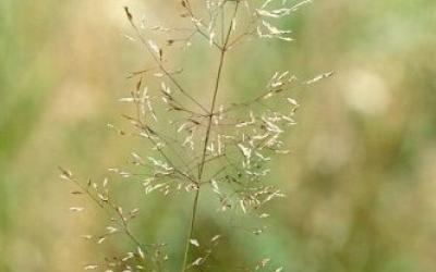 agrostis capillaris