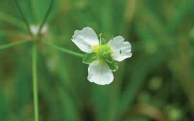 alisma plantagoaquatica
