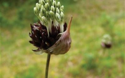 allium oleraceum