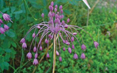Allium pulchellum
