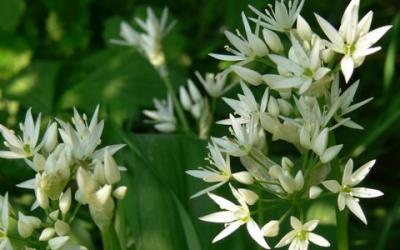 Allium ursinum
