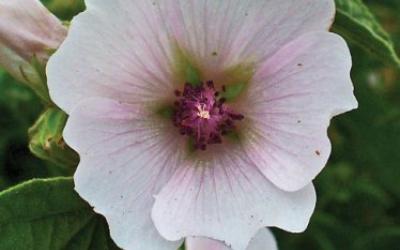 Althaea officinalis