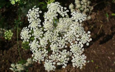 Ammi majus