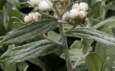 Anaphalis triplinervis