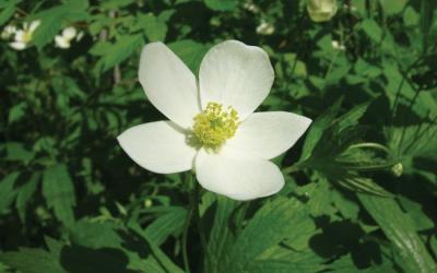Anemone canadensis