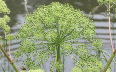 Angelica archangelica