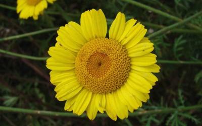 Anthemis tinctoria