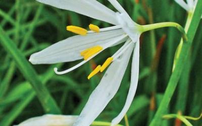 Anthericum liliago