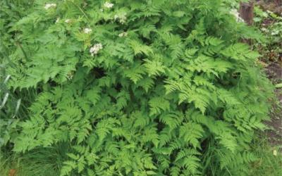 Anthriscus cerefolium