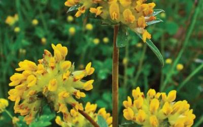 Anthyllis vulneraria