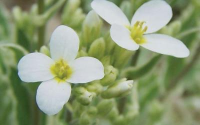 Arabis caucasica
