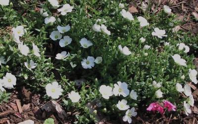 Arenaria montana