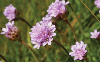 Armeria maritima