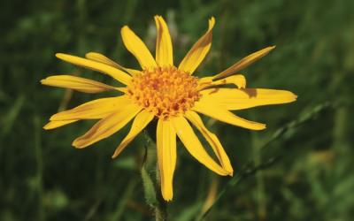 Arnica montana