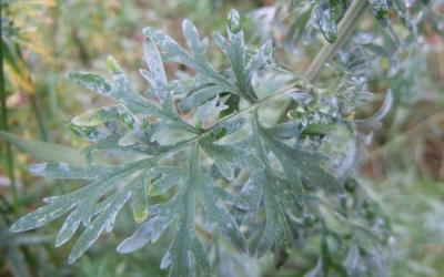 Artemisia absinthium