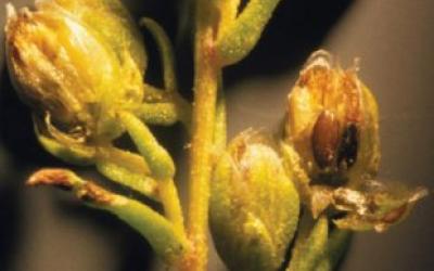 Artemisia dracunculus