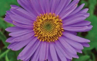 Aster alpinus