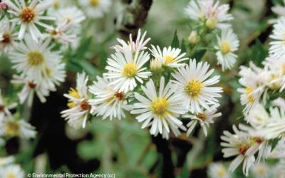 Aster ericoides