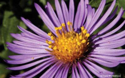 Aster nova-angliae