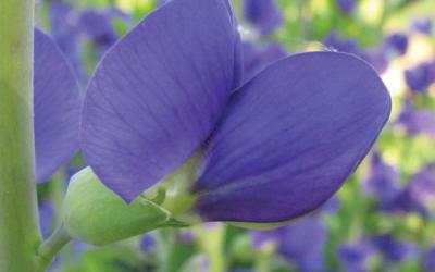 Baptisia australis
