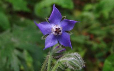 Borago officinalis