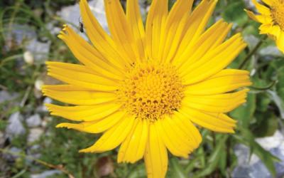 Buphthalmum salicifolium