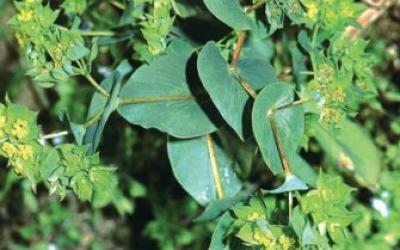 bupleurum rotundifolium