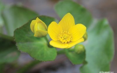 Caltha palustris