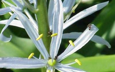 Camassia cusickii