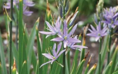 Camassia leichtlinii