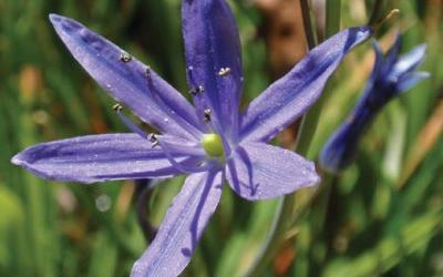 Camassia quamash