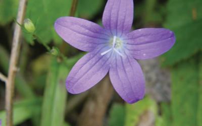 campanula patula