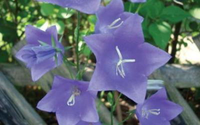 Campanula persicifolia