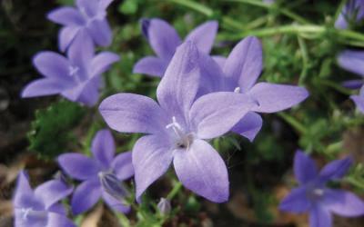 Campanula portenschlagiana