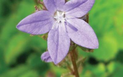 Campanula poscharskyana