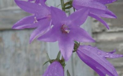 Campanula rapunculoides