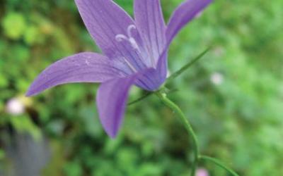 Campanula rapunculus