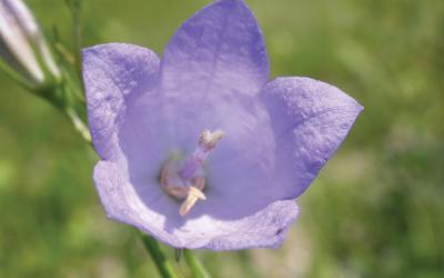 Campanula rotundifolia