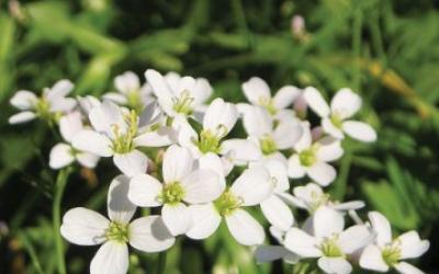 Cardamine pratensis