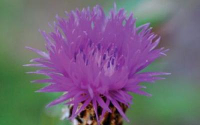 Centaurea cyanus