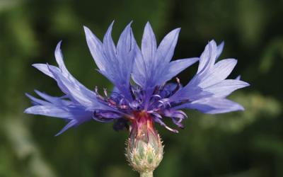 Centaurea dealbata