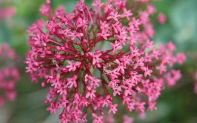 Centranthus ruber