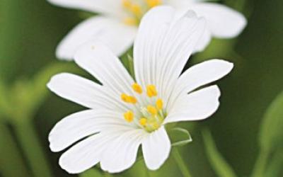 Cerastium tomentosum