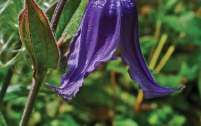 Clematis integrifolia